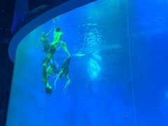 -合肥海洋世界