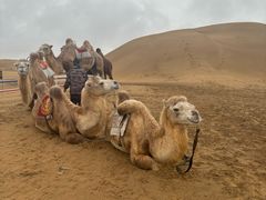 -银肯塔拉沙漠生态旅游景区