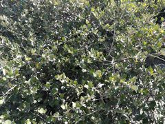 -北海金海湾红树林生态旅游区