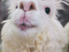 -上海大自然野生昆虫馆(东方明珠·爬宠昆虫探索中心)