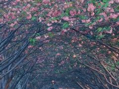 -高东镇樱花园