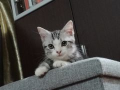 -东方名猫馆·英短金渐层布偶猫舍(环线广场1号楼店)