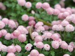 -杭州植物园