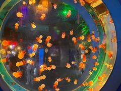 -太平洋海底世界