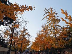 -八大关景区