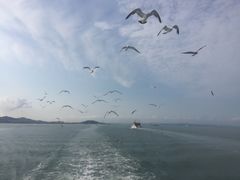 -长岛万鸟岛