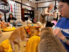 -逗柴咖啡屋·狗咖猫咖宠物桌游