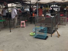 -中环花鸟鱼虫市场