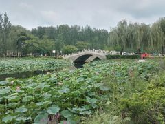 -白洋淀景区