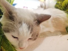 -喵喵咪呀布偶猫咖(春熙路店)