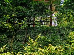 -南山植物园