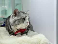 -爱洗澡的猫(望京店)