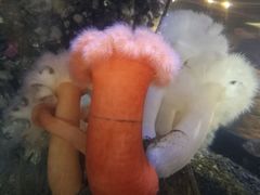 -西雅图水族馆