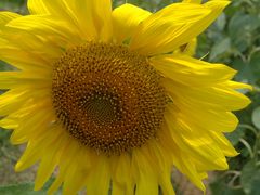 -武陵山森林公园