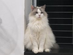 -楼上猫咖(罗湖店)