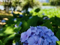 -艾溪湖湿地公园