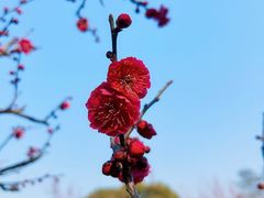 -无锡梅园公园