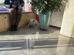 -芭比堂动物医院·CT·微创中心(新顺分院)