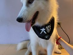 -Husky Go! 哈士奇体验馆·宠物咖啡厅狗咖