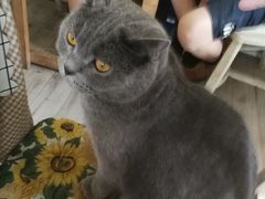 -海边的猫和咖啡馆