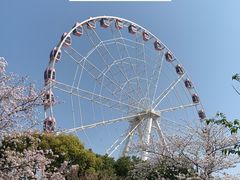 -顾村公园