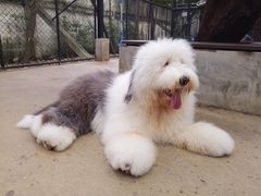 -TrueLove @ Neverland (Husky Cafe)