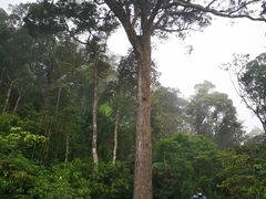-海南热带雨林国家公园吊罗山景区