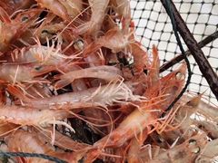 -77号渔船·蒸海鲜青岛菜(积米崖店)