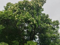 -天鹿湖森林公园