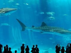 -烟台海昌鲸鲨海洋公园
