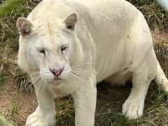 -西霞口神雕山野生动物世界