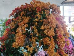 -双季花艺园艺市场(浦东店)