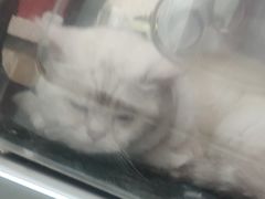 -全心全意连锁动物医院·微创中心·内科急重症·心脏专科(丰管路店)
