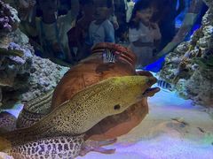 -海合安武汉极地海洋公园