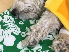 -美联众合动物医院·24h京西诊疗中心