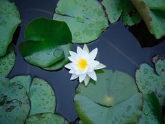 -万源龙顺度假庄园生态观光园