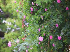 -颐和路民国时期公馆风貌区