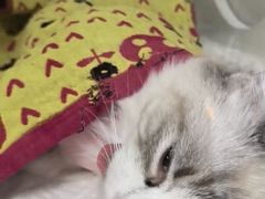 -北京观赏动物医院·24小时大型综合·猫专科·异宠专科