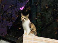 -芬芳甜品(同福路店)