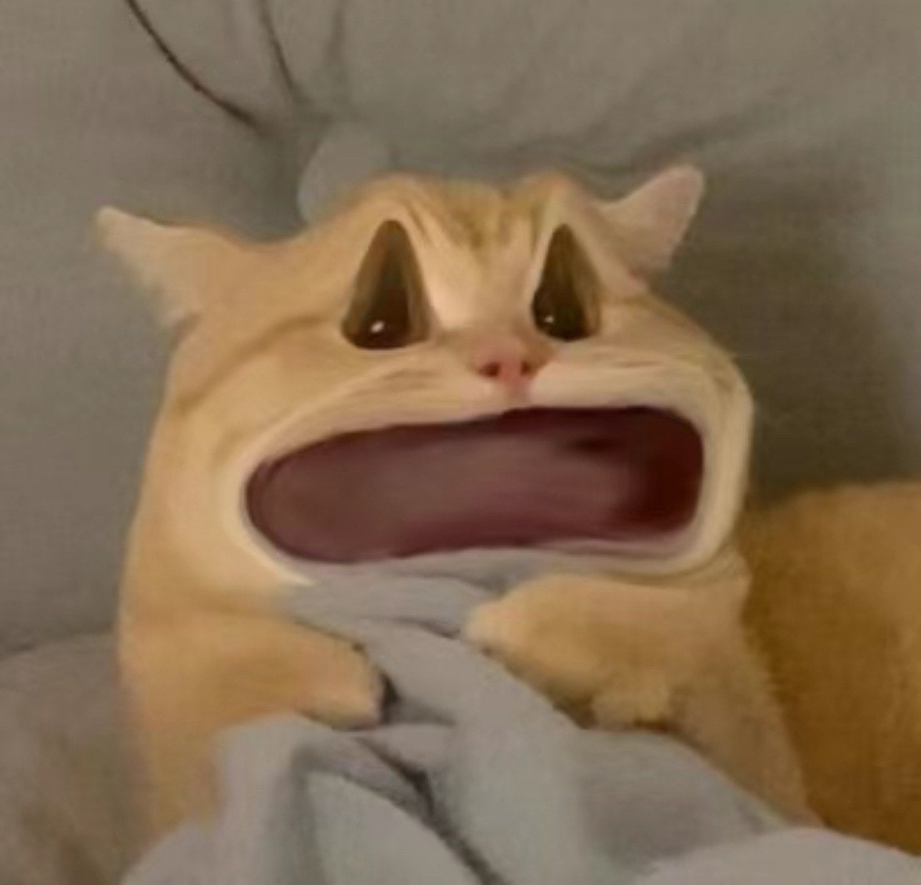 分享超治愈猫表情