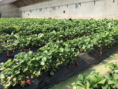 -大连北马山庄