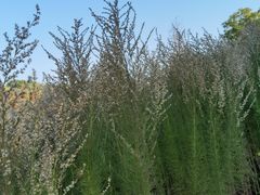 -怡海公园(桂城街道)