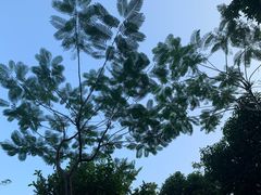 -火炉山森林公园