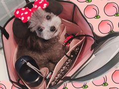 -GOYARD(恒隆广场店)