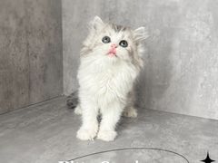 -小猫来了·猫舍(红山六九七九店)