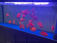 -邓丽君音乐主题餐厅