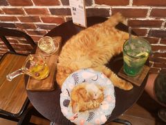 -猫友咖啡店(玉林西路店)