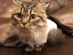 -猫大福·Fortune Cat猫舍(百子湾店)