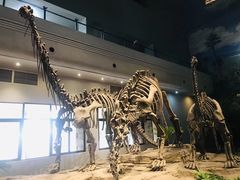 -自贡恐龙博物馆