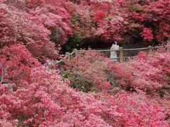 -木兰云雾山